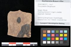 Foto (Objekt + Etikett) von Pinus praelarix Ettingshausen (NHMW-GEO-2024-0188-0311)